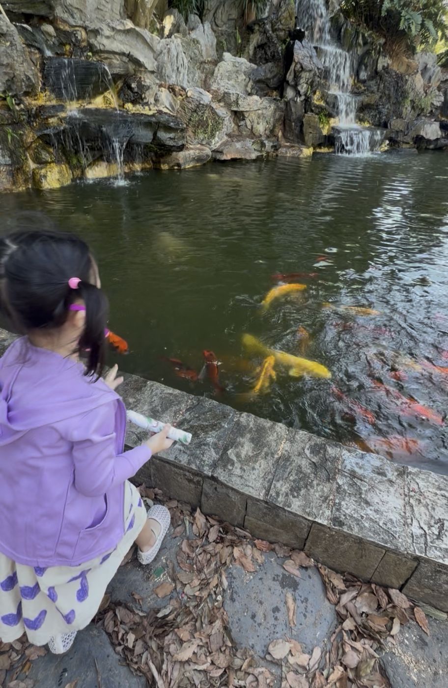 早上餵魚